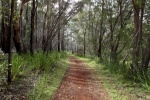 Adjoining forest trails