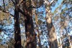Surrounded by Karri trees